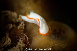 Goniobranchus albonares nudibranch_Feb2024 (Canon100,1/20... by Antonio Venturelli 